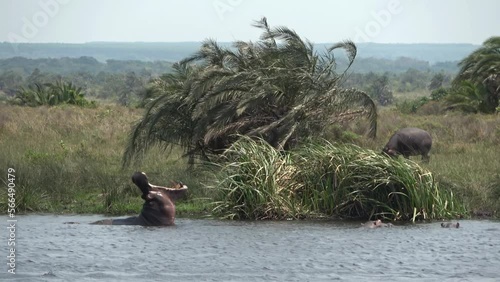 Common Hippopotamus yawning in river, 2023
 Isimangaliso Wetland Park, South Africa, 2023 
 photo