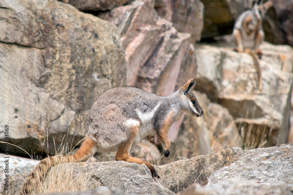Naklejka premium this is a side view of a yellow footed rock wallaby