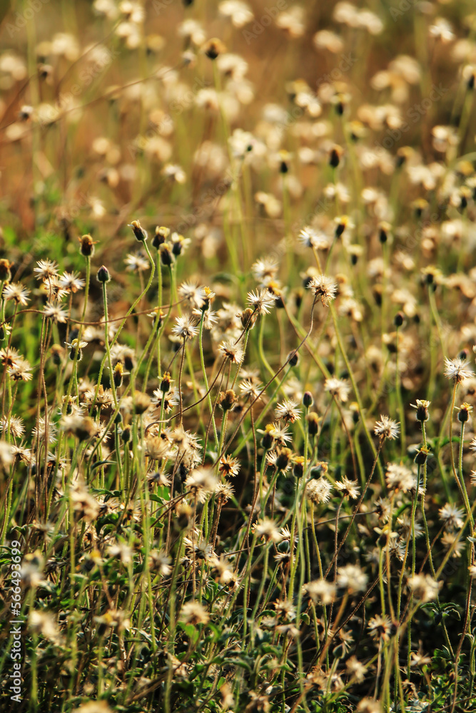 A dry grass field on light A dry grass field on light