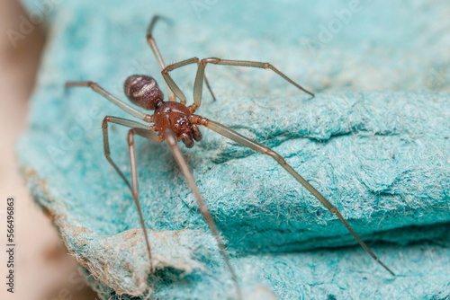 Male of cupboard spider, Steatoda grossa, looking or preys photo