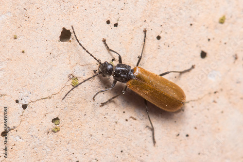 Soldier beetle Rhagonycha nigriventis walking on a concrete wall under the sun