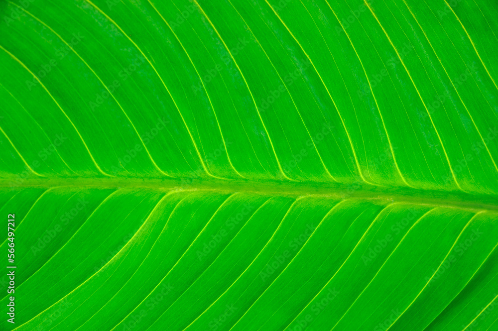 close up on green leaf texture background close up on green leaf texture background