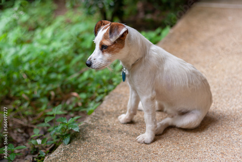 Jack Russell breed dog sits on concrete next to green grass. Mouth is closed. Shallow depth of field. Horizontal.