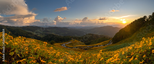 Beautiful panoramic view of a yellow flower field, also known as Thung Bua Tong, located at Doi Mae U Kho, Khun Yuam District, Mae Hong Son Province, Thailand. photo