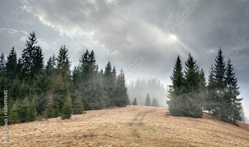 Winter forest in the Carpathians. Western Ukraine.