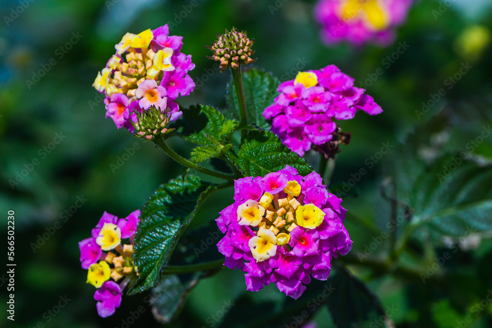 Close-up beautiful fresh pink flower on a background of green grass grows in a home garden, top view. Flowering garden flowers Close-up beautiful fresh pink flower on a background of green grass grows in a home garden, top view. Flowering garden flowers