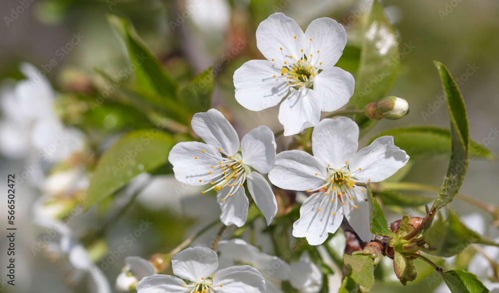 Flowers on a cherry tree in spring.