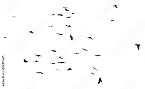 Flock of raven birds isolated on white © schankz