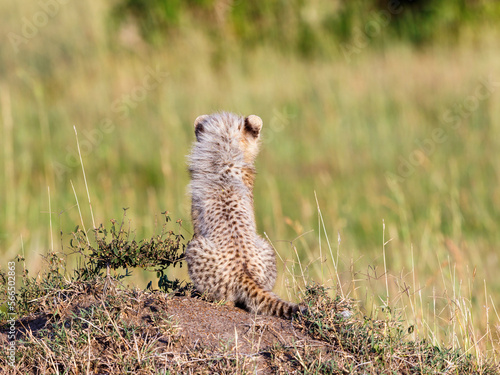 Young fuzzy cheetahs cub frome behind