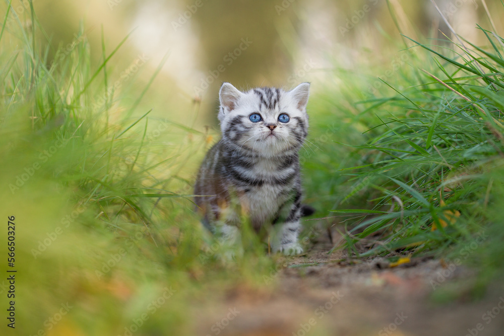 Katze, Britisch Kurzhaar Kätzchen sitzen auf grüner Wiese im Frühling Katze, Britisch Kurzhaar Kätzchen sitzen auf grüner Wiese im Frühling