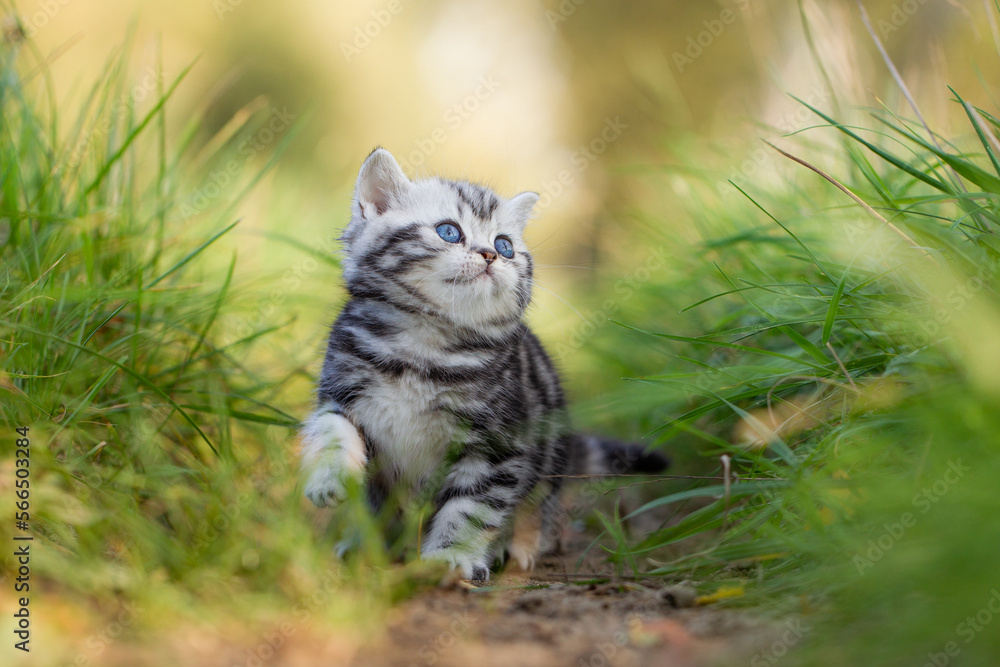Fototapeta premium Katze, Britisch Kurzhaar Kätzchen sitzen auf grüner Wiese im Frühling und spielt