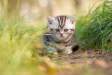 Katze, Britisch Kurzhaar Kätzchen sitzen auf grüner Wiese im Frühling