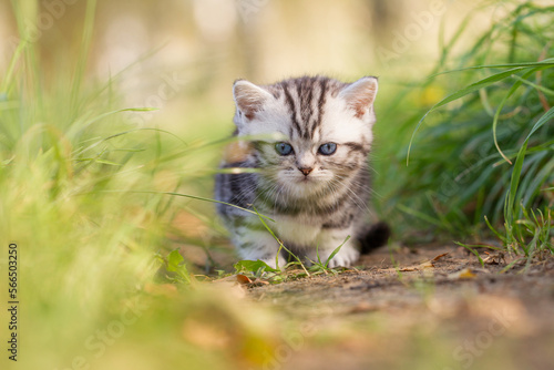 Fototapeta Naklejka Na Ścianę i Meble -  Katze, Britisch Kurzhaar Kätzchen sitzen auf grüner Wiese im Frühling