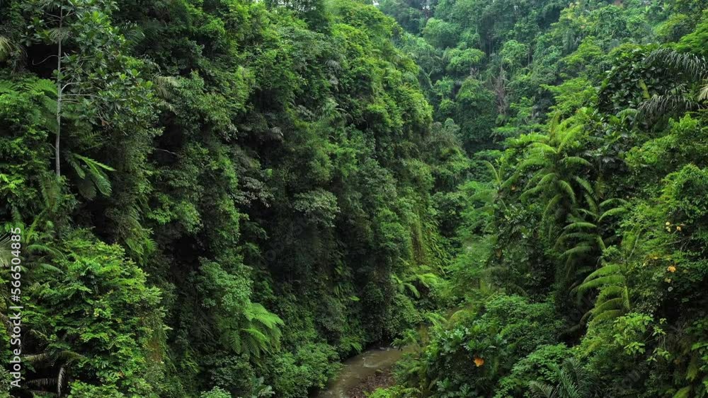 Aerial view of the jungle, aerial view of a small river in the jungle Aerial view of the jungle, aerial view of a small river in the jungle
