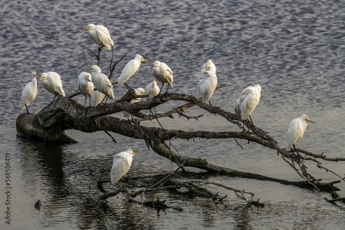 great white heron photo