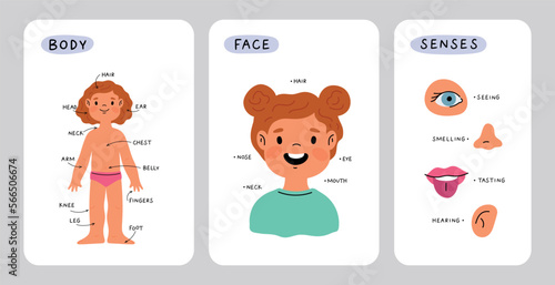 Girl body anatomy. Kid face part and senses. Child anatomy, body parts: leg, head, arm, belly, neck, fingers, eye, ear, nose. Cartoon illustration for preschool educational lesson. Vector