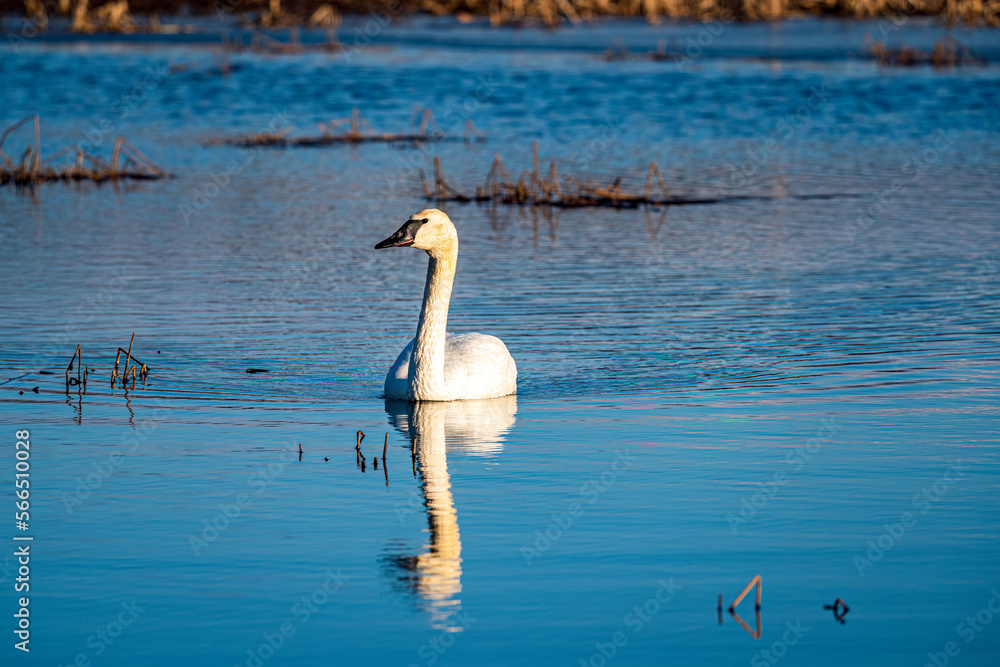 Obraz premium swan on the lake