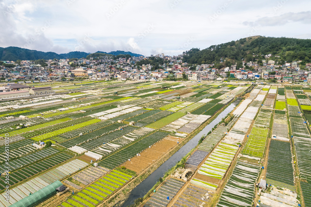 Aerial of the strawberry farm in the town of La Trinidad, Benguet, Philippines.