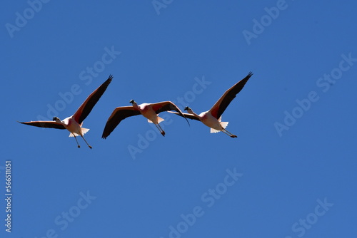 Flying Flamingo Blue Sky Background chile Atacama Desert 