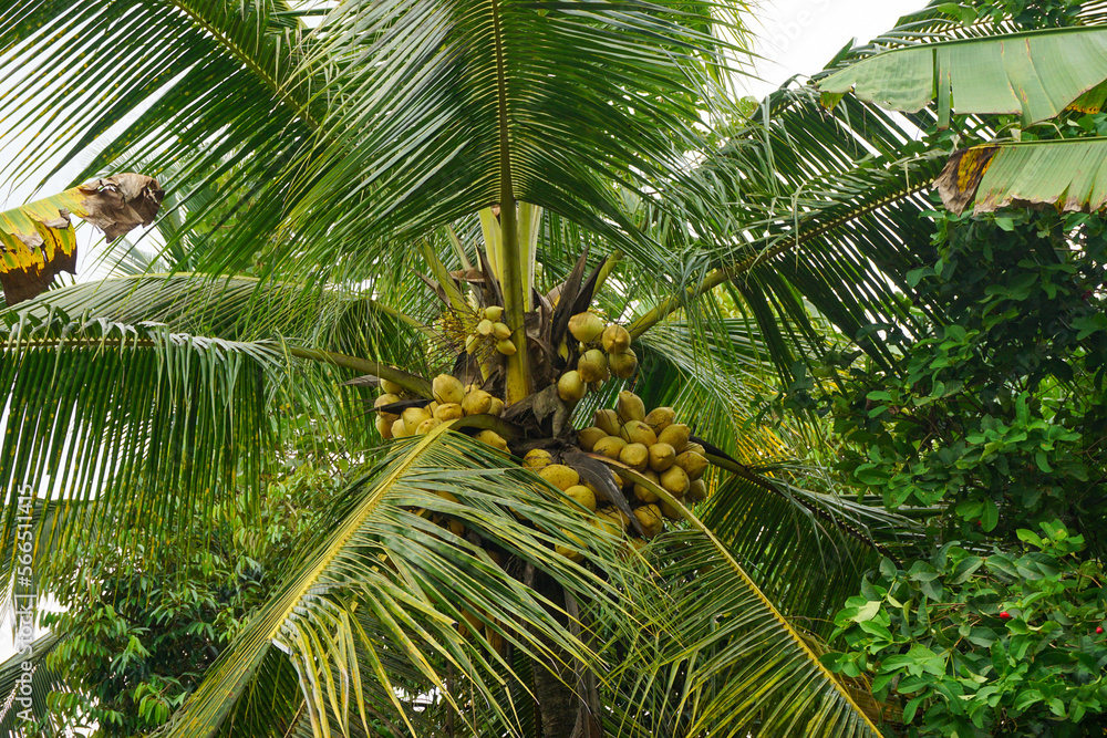 Fototapeta premium Stock photo of fresh village atmosphere