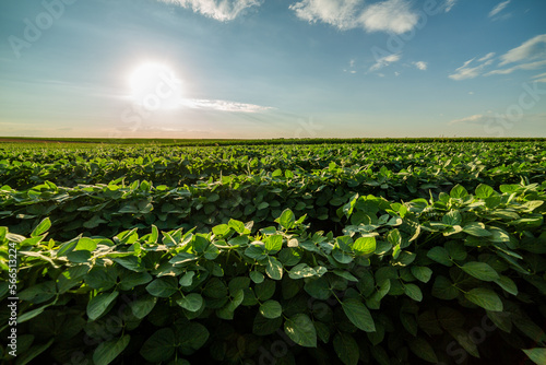 A beautiful green soybean field with a focus on eco-friendliness