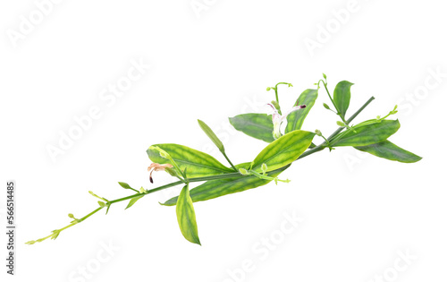 Andrographis paniculata isolated on transparent png..