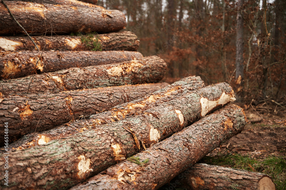 deforestation in Europe. Freshly made firewood in the evergreen forest, pine tree logs close-up. Environmental a ecology damage deforestation in Europe. Freshly made firewood in the evergreen forest, pine tree logs close-up. Environmental a ecology damage