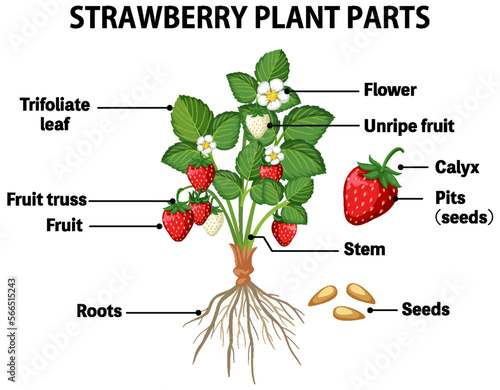 Strawberry plant parts diagram