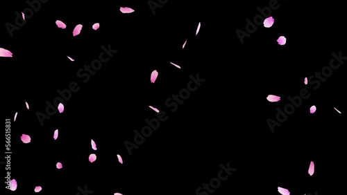 ピンク色の桜の花びらが吹きつける桜吹雪のループアニメーション動画（アルファチャンネル付）	