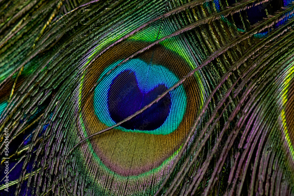 Fototapeta premium Peacock feather closeup in full frame. Peacock feather background, texture.