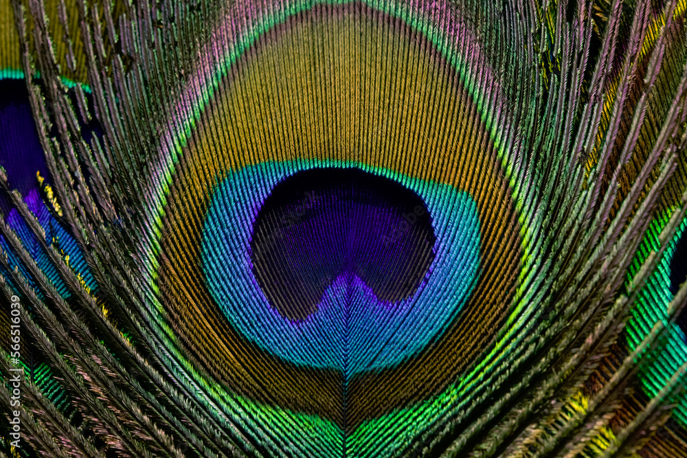 Naklejka premium Peacock feather closeup in full frame. Peacock feather background, texture.