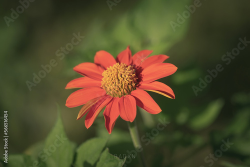 a daisy flower at sunset