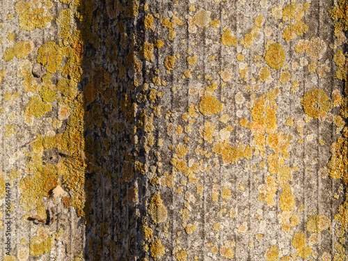 Natural textured background. Slate surface covered with lichen in sunlight photo