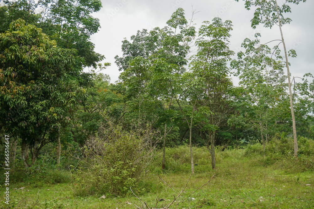 Fototapeta premium Stock photo of fresh village atmosphere