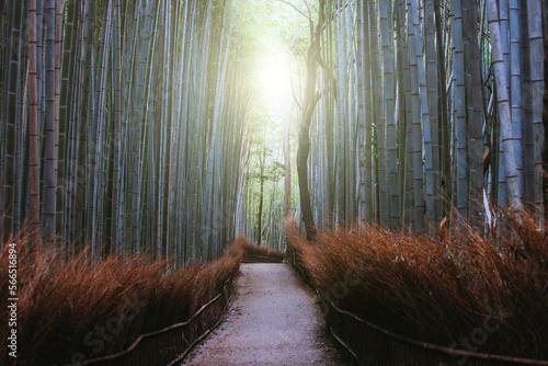 Japanese wanderlust travel. Bamboo forest in Kyoto countryside