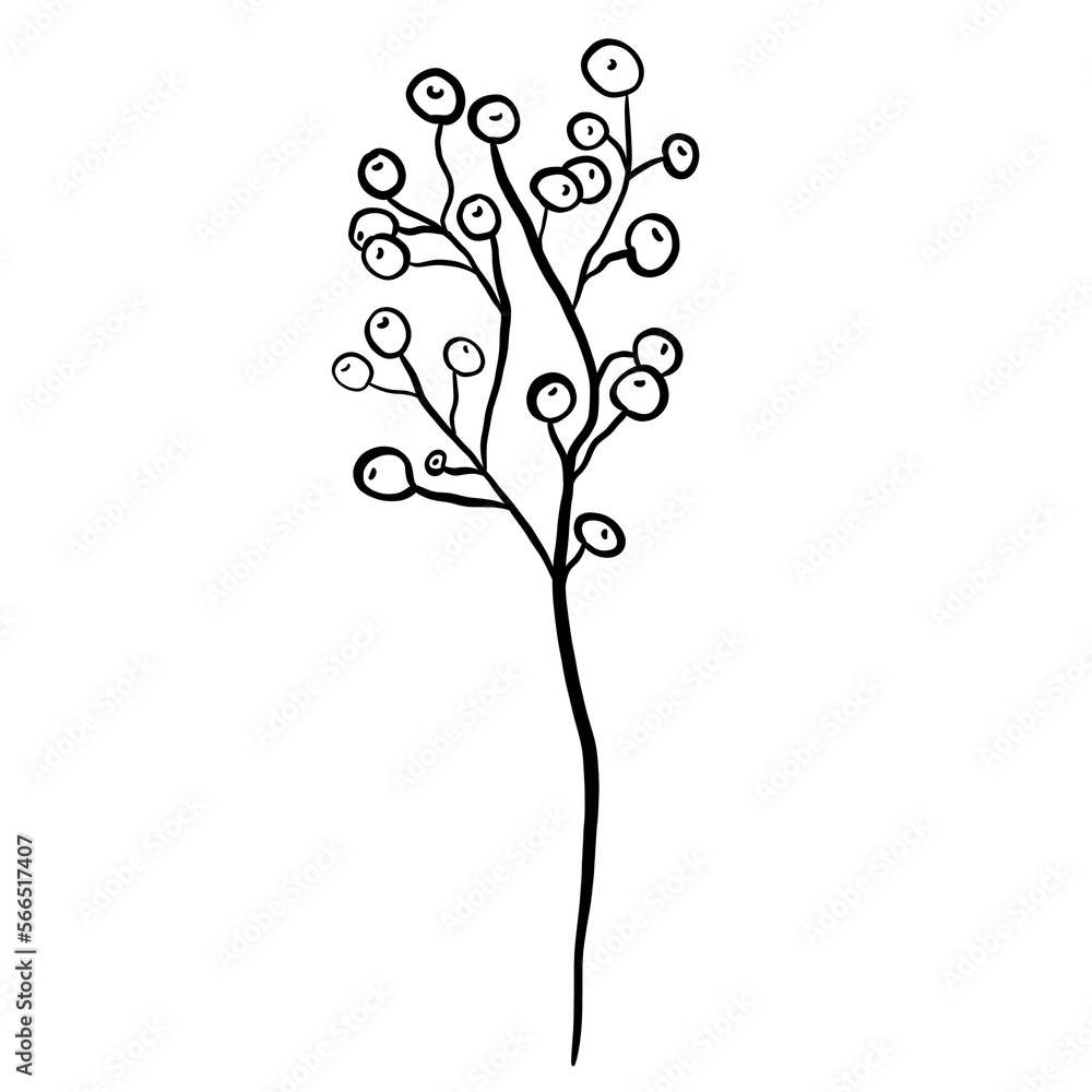 Winter twig line illustration isolated. Botanical wildflower. Winter twig line illustration isolated. Botanical wildflower.