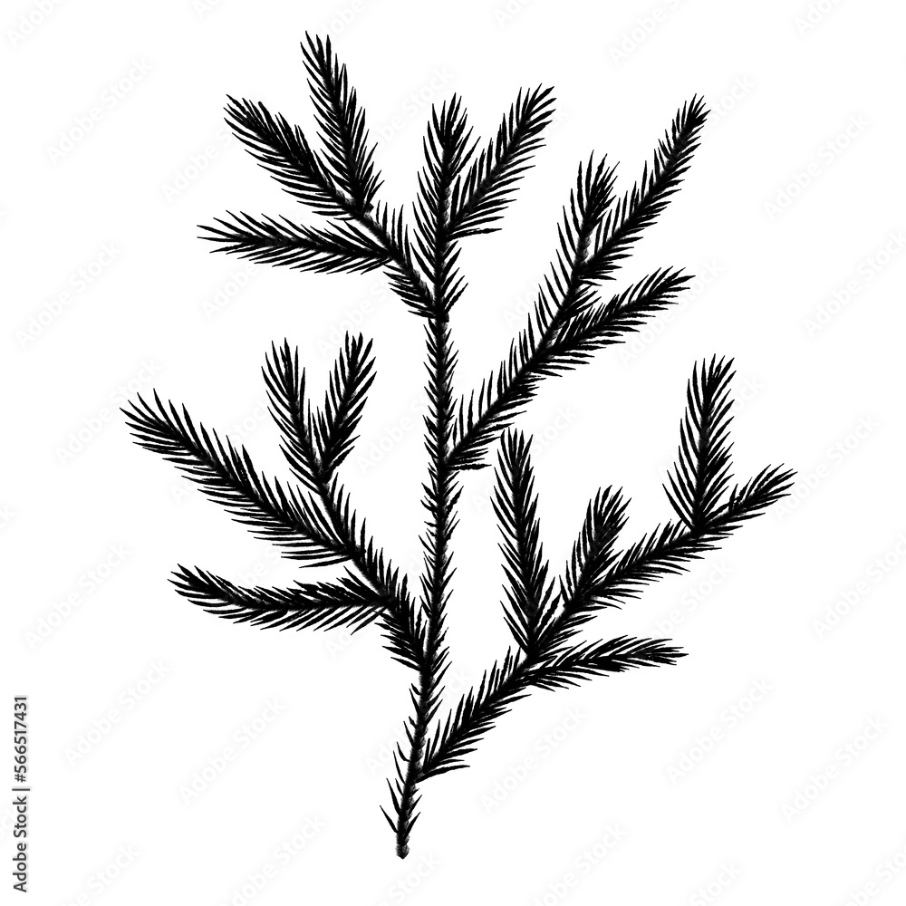 Winter twig line illustration isolated. Botanical wildflower. Winter twig line illustration isolated. Botanical wildflower.