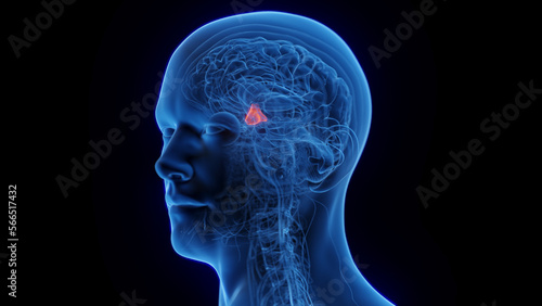 3D rendered medical illustration of a man's hypothalamus