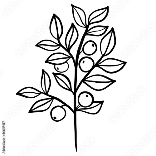 Winter twig line illustration isolated. Botanical wildflower.