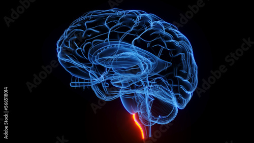Fotografie 3D rendered medical illustration of the medullary pyramids