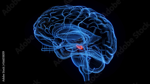 Foto 3D rendered medical illustration subthalamic nucleus