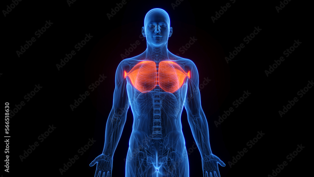 3D rendered medical illustration of a man's pectoralis major 3D rendered medical illustration of a man's pectoralis major