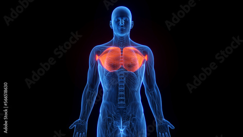 3D rendered medical illustration of a man's pectoralis major