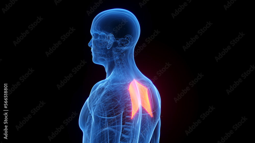 3D rendered medical illustration of a man's rhomboid major 3D rendered medical illustration of a man's rhomboid major