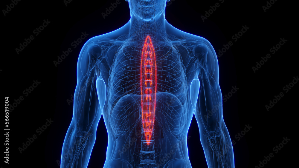 3D rendered medical illustration of a man's spinalis thoracis 3D rendered medical illustration of a man's spinalis thoracis