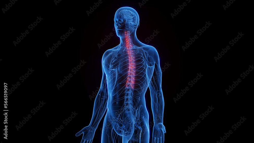 3D rendered medical illustration of a man's sympathetic nerves 3D rendered medical illustration of a man's sympathetic nerves