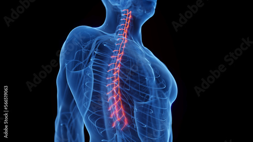 3D rendered medical illustration of a man's sympathetic nerves
