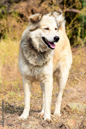 Brown mixed dog tongue out and happy face  Hiking with the dog