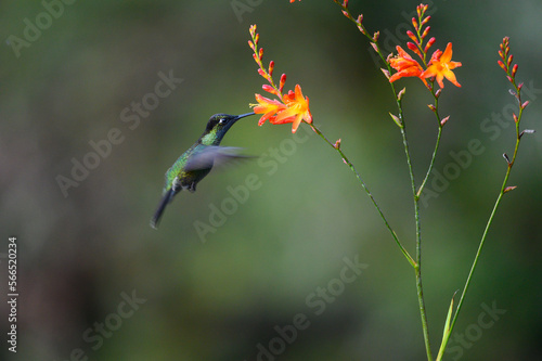 Green Hermit  Phaethornis guy  rare hummingbird from Costa Rica  green bird flying next to beautiful red flower with rain  action feeding scene in green tropical forest  animal in the nature habitat.