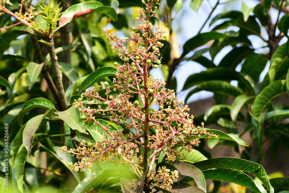 Close up of mango flowers in a farm, A branch of inflorescence mango flowers Close up of mango flowers in a farm, A branch of inflorescence mango flowers
